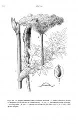 Angelica dahurica Tropicos 73059.jpg