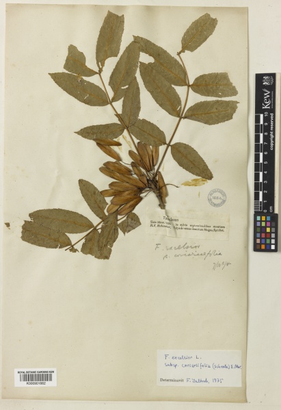 File:Fraxinus excelsior Kew imageBarcode=K000901662 517289.jpg