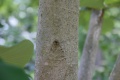 Magnolia officinalis var. biloba Tropicos 100115700.jpg