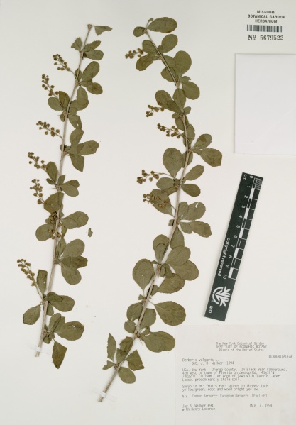 File:Berberis vulgaris Tropicos 49792.jpg