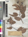 Cinnamomum verum Kew imageBarcode=K000350931 44160.jpg