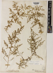 Artemisia annua Kew imageBarcode=K000942072 483626.jpg