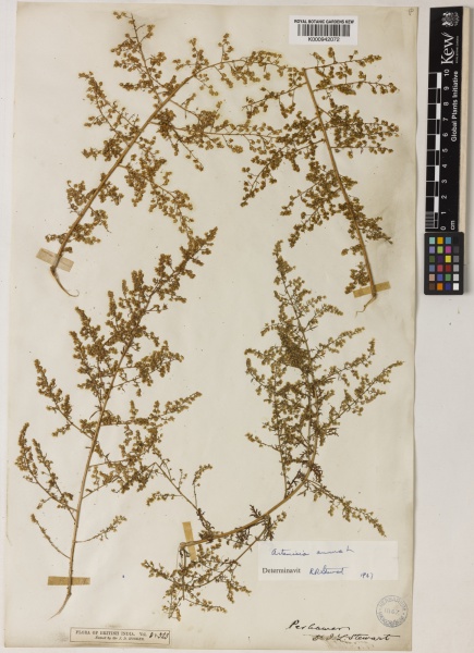 File:Artemisia annua Kew imageBarcode=K000942072 483626.jpg