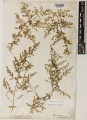 Artemisia annua Kew imageBarcode=K000942072 483626.jpg