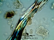 Astragalus membranaceus (Fisch. Ex Link) Bunge -Fabaceae--1.jpg