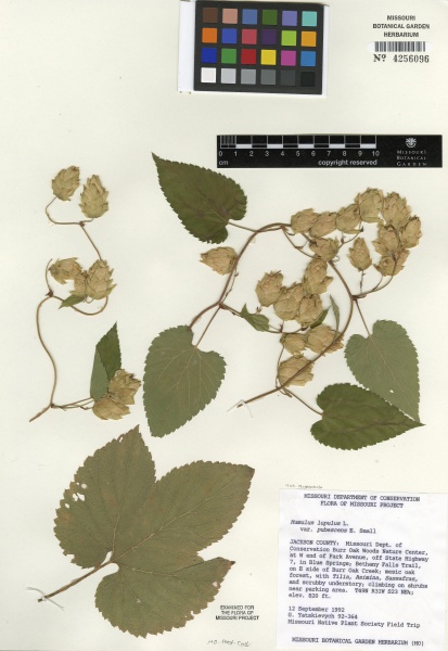 File:Humulus lupulus Tropicos 100003862.jpg