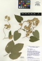 Humulus lupulus Tropicos 100003862.jpg