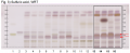 Ligusticum spp. root-Sulfuric acid, WRT-hptclc-association.png