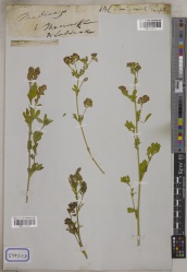 Medicago sativa Kew barcode=K001122610 708349.jpg