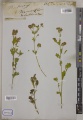 Medicago sativa Kew barcode=K001122610 708349.jpg