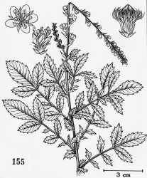 Agrimonia eupatoria Tropicos 83225.jpg