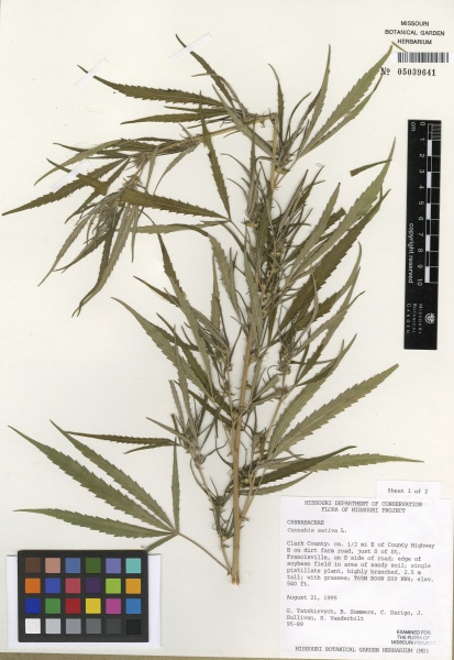 File:Cannabis sativa Tropicos 100003863.jpg