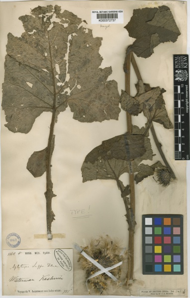 File:Saussurea costus Kew barcode=K000372737 369589.jpg
