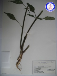 Echinacea purpurea (2) KA3502NSF1 A0429.jpg