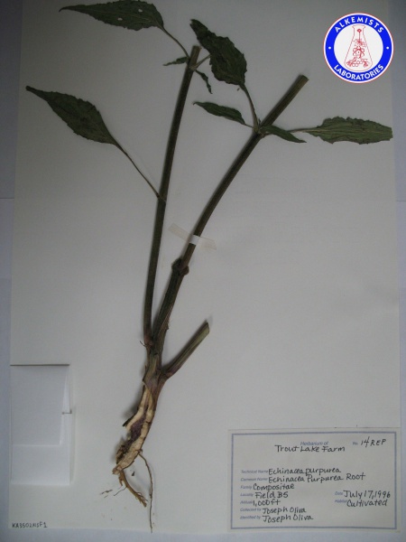 File:Echinacea purpurea (2) KA3502NSF1 A0429.jpg