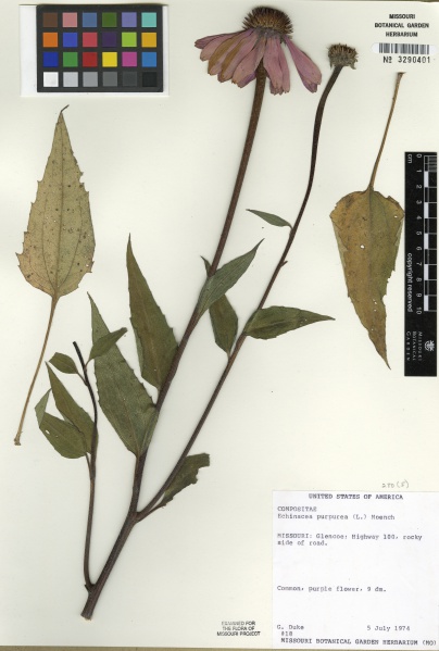 File:Echinacea purpurea Tropicos 89113.jpg
