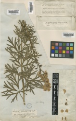 Aconitum napellus Kew imageBarcode=K000692339 304385.jpg