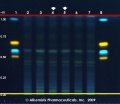 Carthamus tinctorius - Alkemist Laboratories.jpg