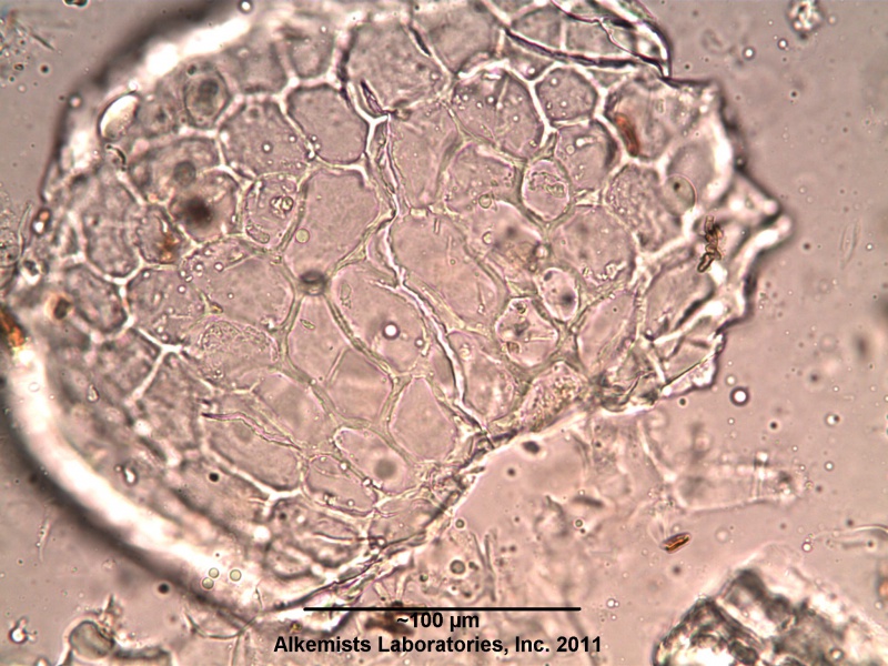File:Uva Ursi - Alkemist Laboratories.jpg