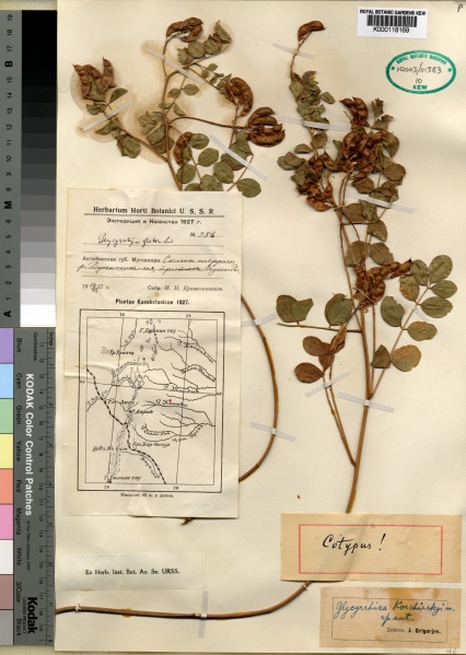 File:Glycyrrhiza glabra Kew imageBarcode=K000118169 105422.jpg
