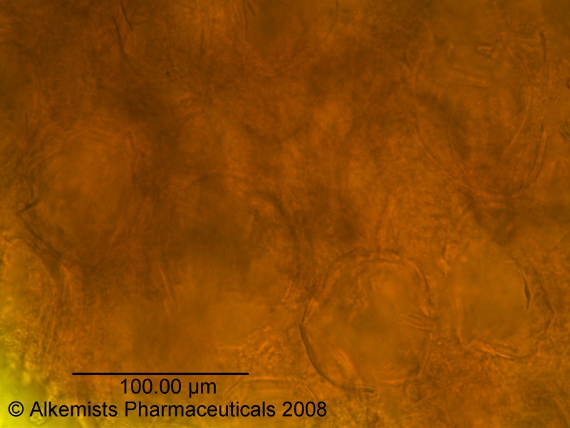File:Organic Black Pepper Alkemist Laboratories.jpg