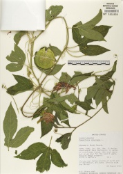 Passiflora incarnata Tropicos 67675.jpg