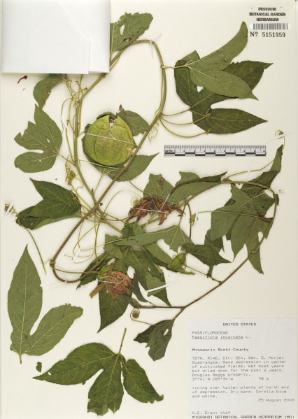 File:Passiflora incarnata Tropicos 67675.jpg
