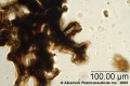 Mucuna pruriens-1 Alkemist Laboratories.jpg