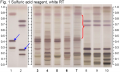 Bacopa monnieri-whiteRT-hptlc-association.png