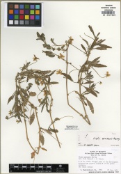 Viola arvensis Tropicos 100123424 (S).jpg
