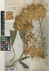 Isatis tinctoria subsp. corymbosa Kew imageBarcode=K000642883 287197.jpg