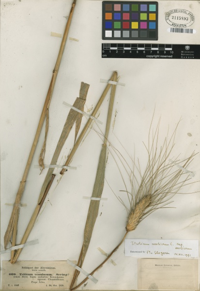 File:Triticum aestivum Tropicos 100173767.jpg