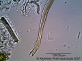 Chamaemelum nobile-1 - Alkemist Laboratories.jpg