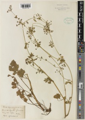 Apium graveolens Kew imageBarcode=K001091169 675319.jpg