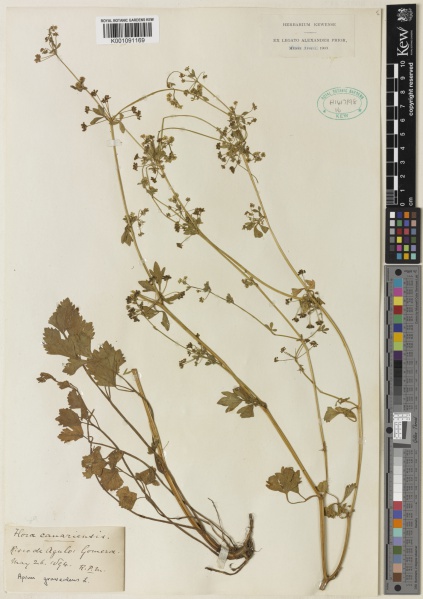 File:Apium graveolens Kew imageBarcode=K001091169 675319.jpg