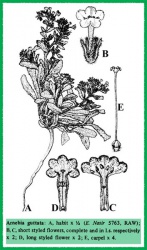 Arnebia guttata Tropicos 100165538.jpg