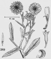 Calendula officinalis 83485.jpg