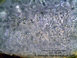 Coriandrum sativum-1 - Alkemist Laboratories.jpg