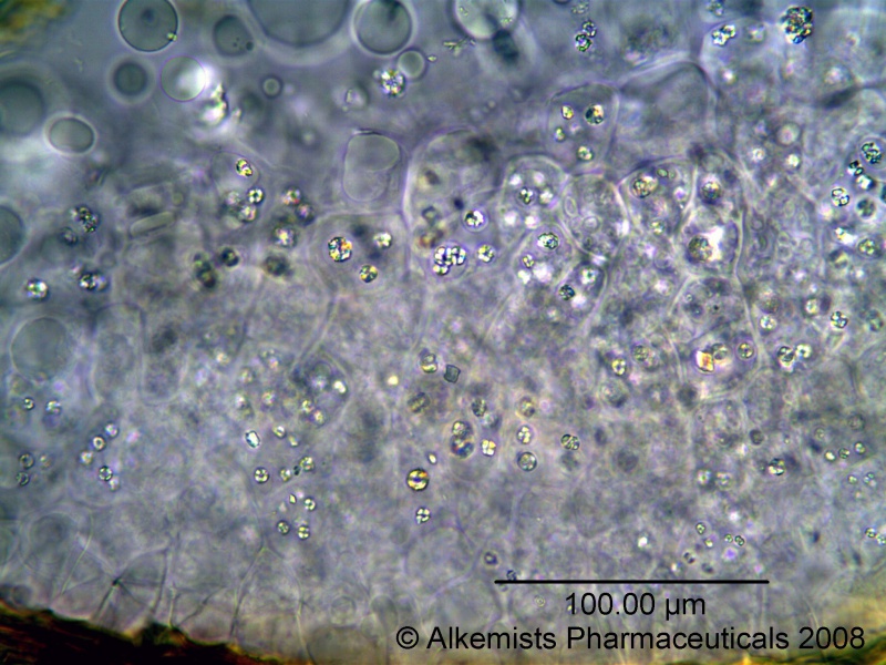 File:Coriandrum sativum-1 - Alkemist Laboratories.jpg
