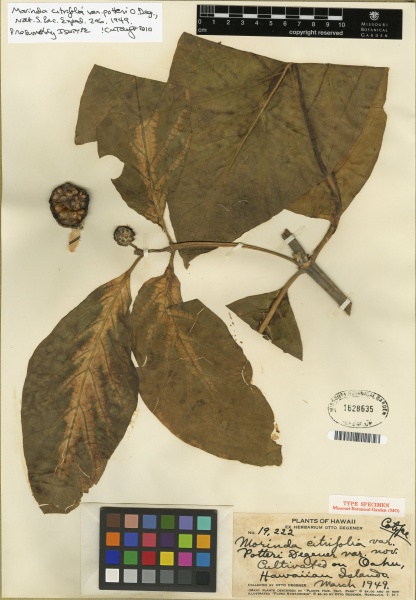 File:Morinda citrifolia Tropicos 100139174 (S).jpg
