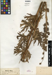 Aconitum napellus Tropicos 100190599.jpg