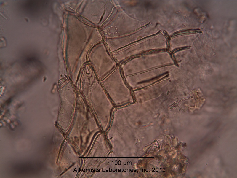 File:Angelica sinensis (Oliv.) Diels -Apiaceae--1.jpg