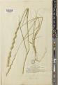 Elymus repens Kew imageBarcode=K000674874 666570.jpg