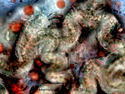 Capsicum annuum L. var annuum -Solanaceae- yellow cells of testa epidermis.jpg