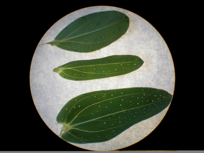 File:Hypericum perforatum leaves stereo 1.JPG