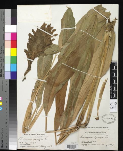 File:Cucurma longa - Voucher Image - EoL-Smithsonian 85009 orig.png
