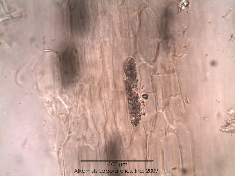 File:Cyathula officinalis - Alkemist Laboratories.jpg