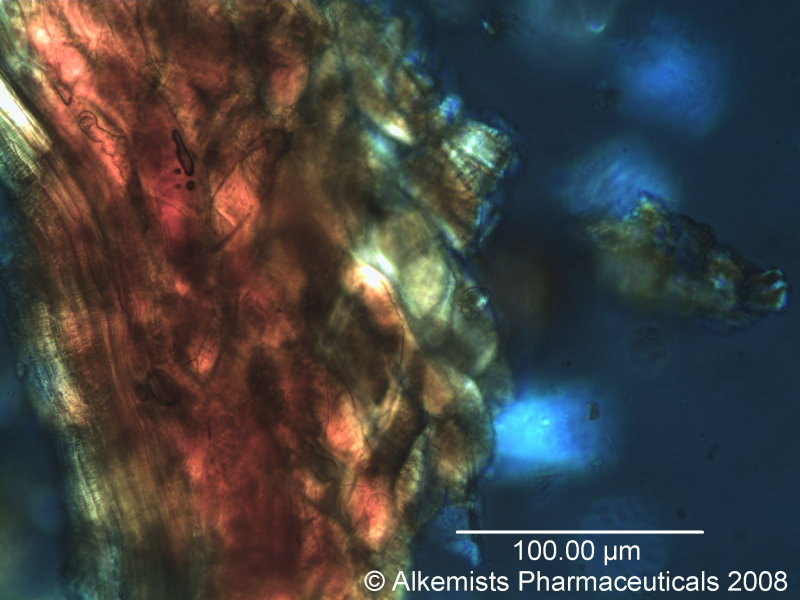 File:Euterpe oleracea - Alkemist Laboratories.png