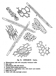 Microanalysis powdered vegetable google ver cinnamon verum.png