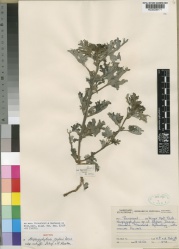 Harpagophytum zeyheri subsp. schijffii Kew imageBarcode=K000058171 197600.jpg